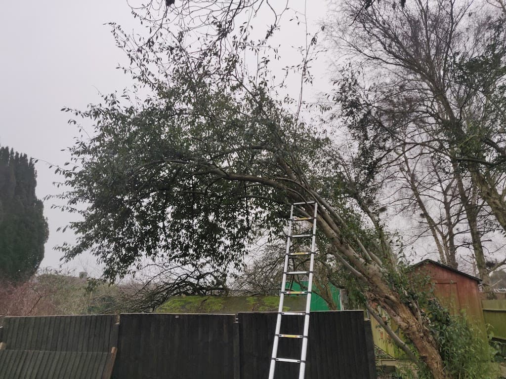 Holmes Tree Services