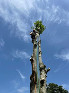 Scott Davies Tree Surgery