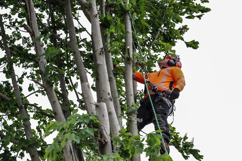 SW Tree Care