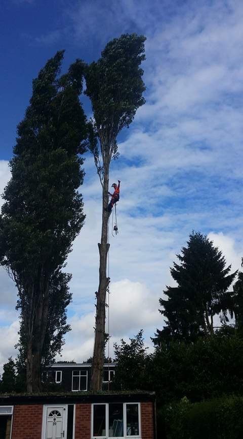 nttrees