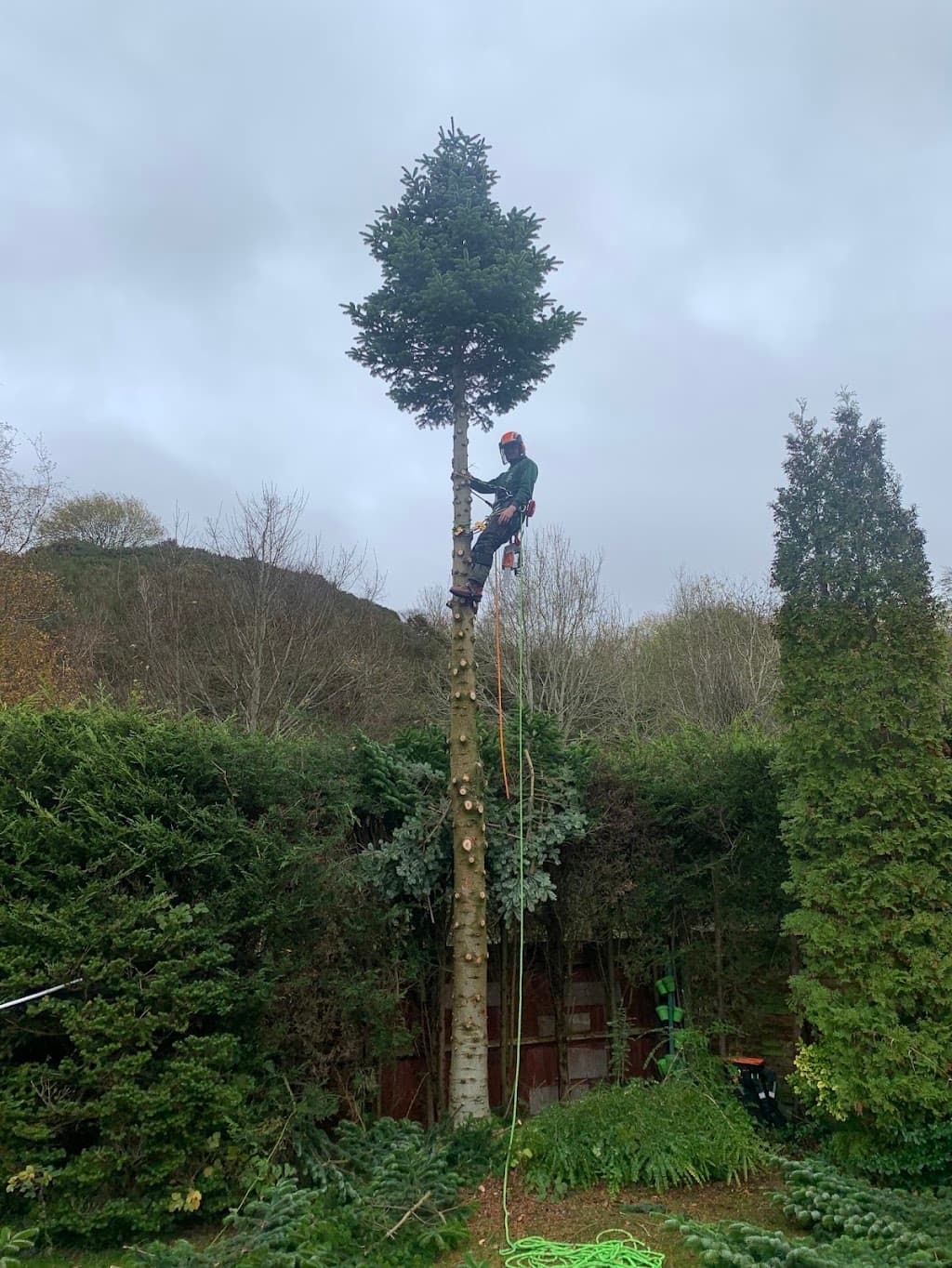 Bailey's Tree Services