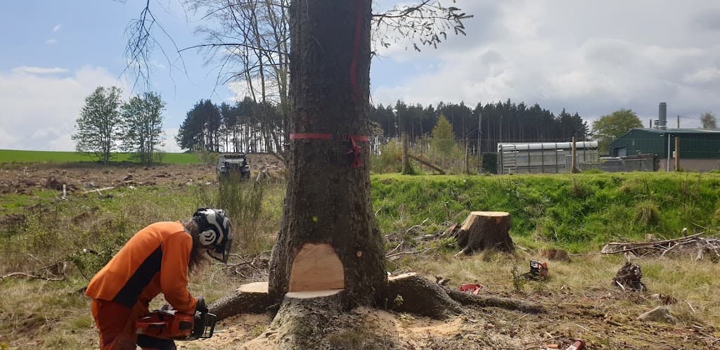 Darach Tree Care