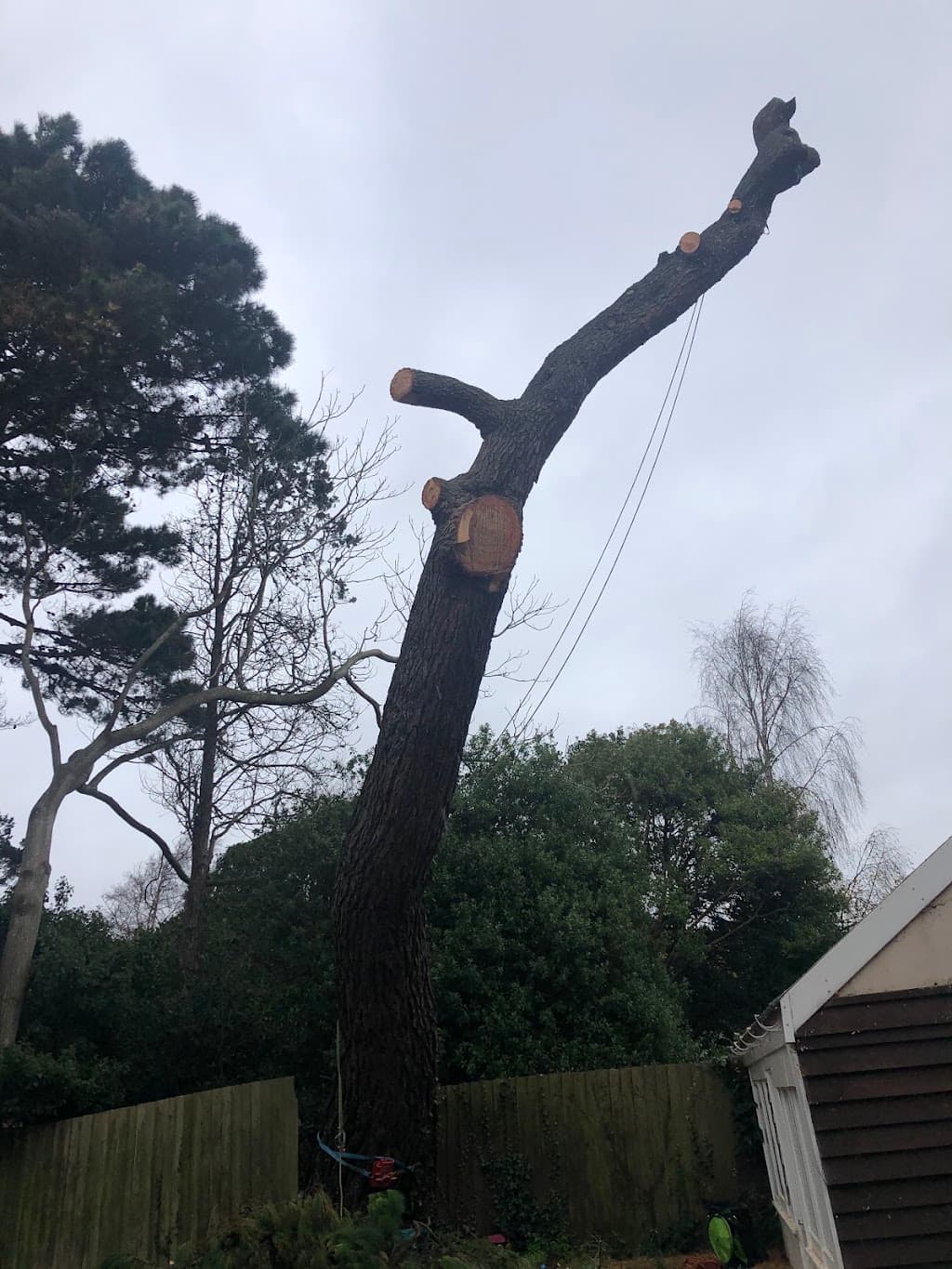 Tree Solutions