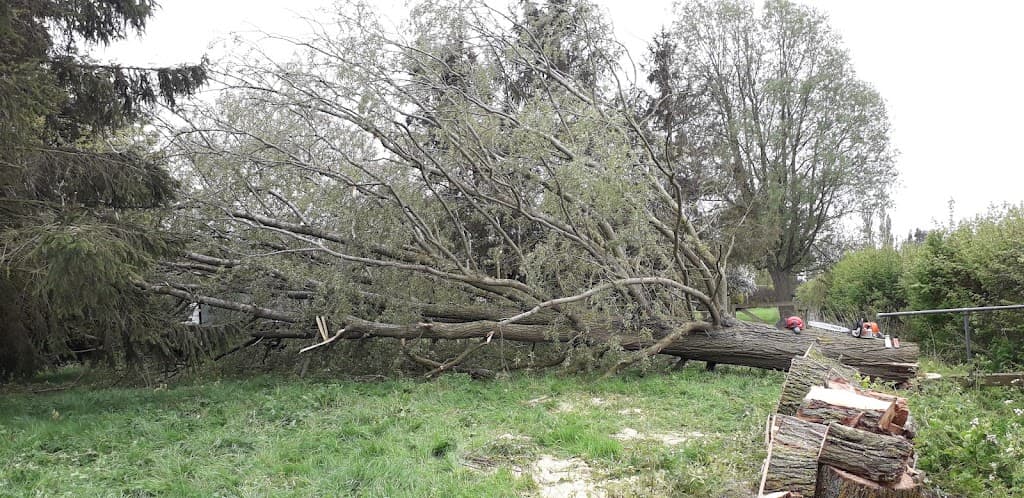 Broderick Tree Care - Tree Surgeon Milton Keynes