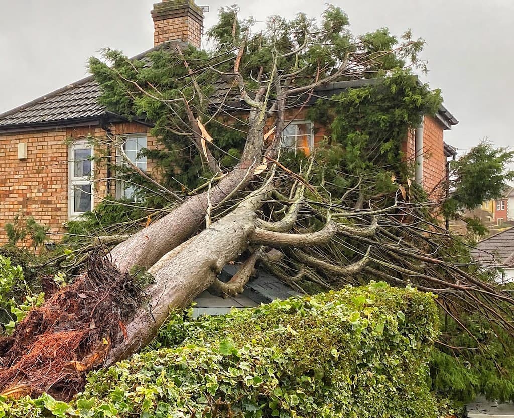 Specialised Tree Services