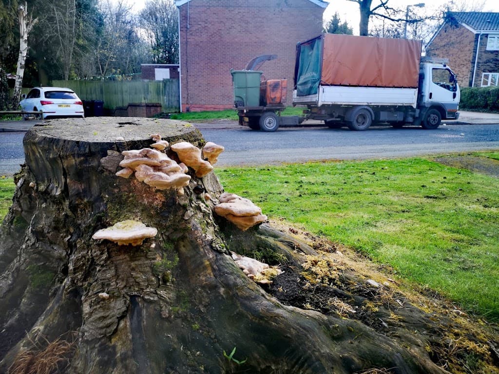 Great Moore Trees LTD