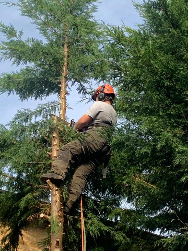 Lucas tree care Ltd