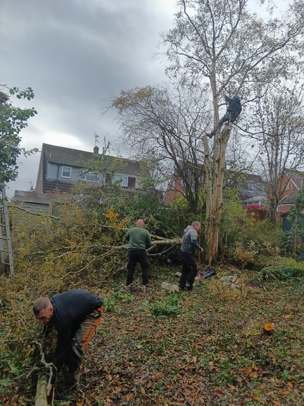 STOKE TREE SURGEON