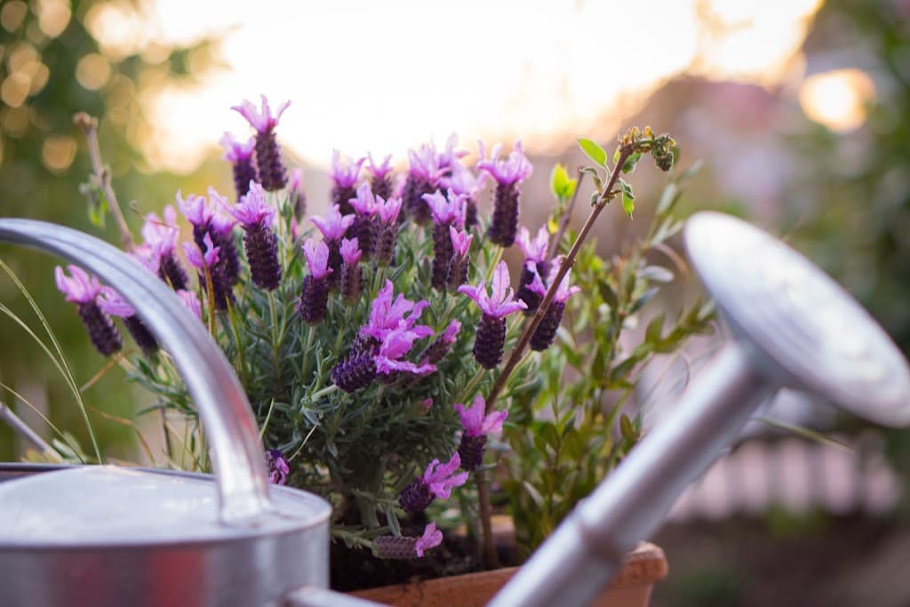 York Gardening