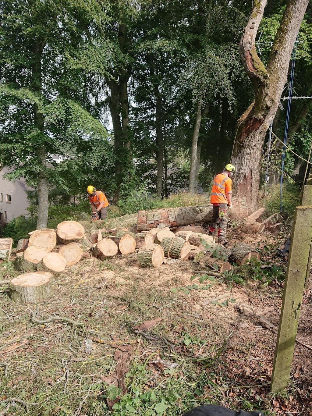 MJ Findlay Tree Surgery