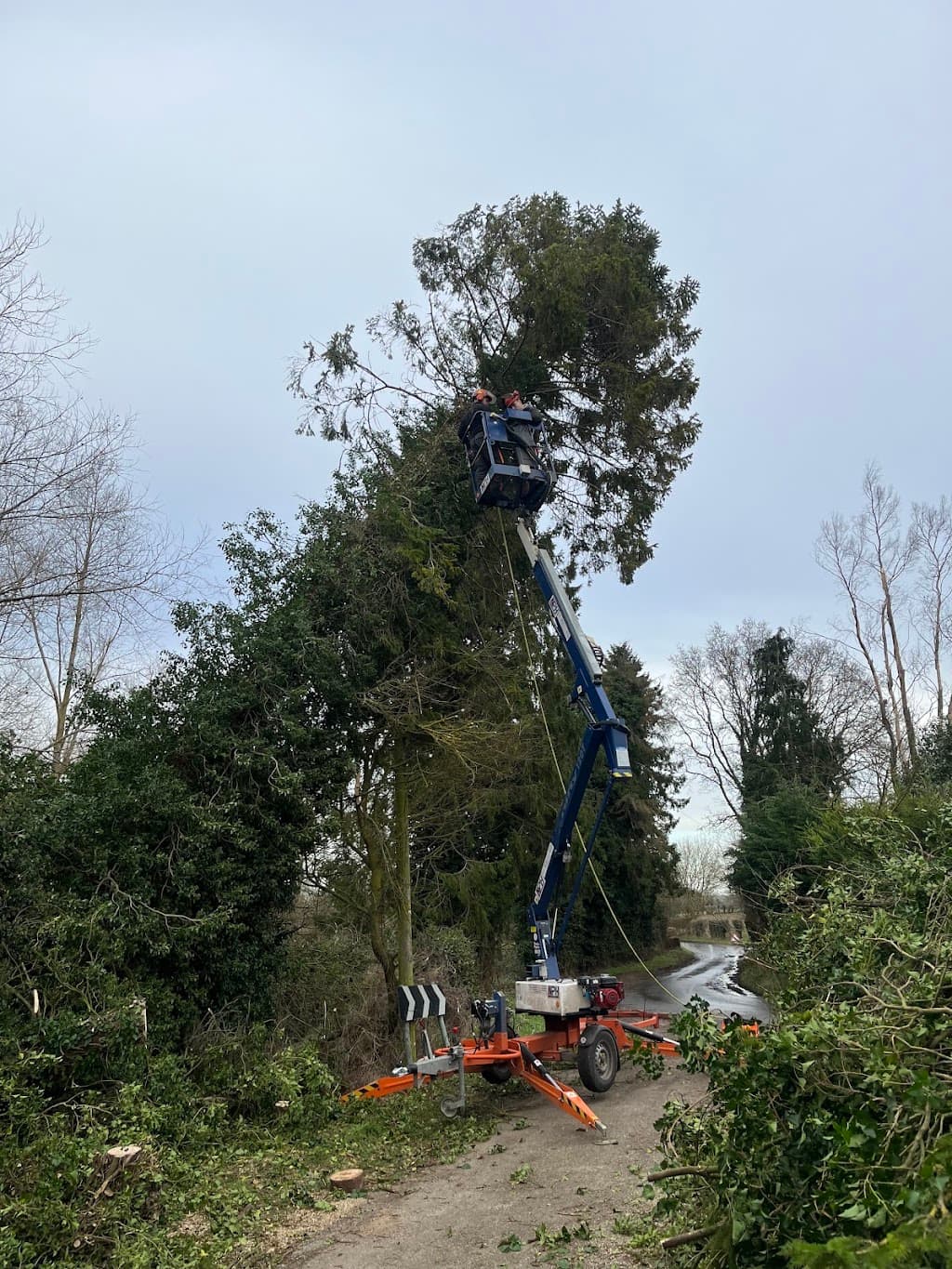 Elmwood Tree Services