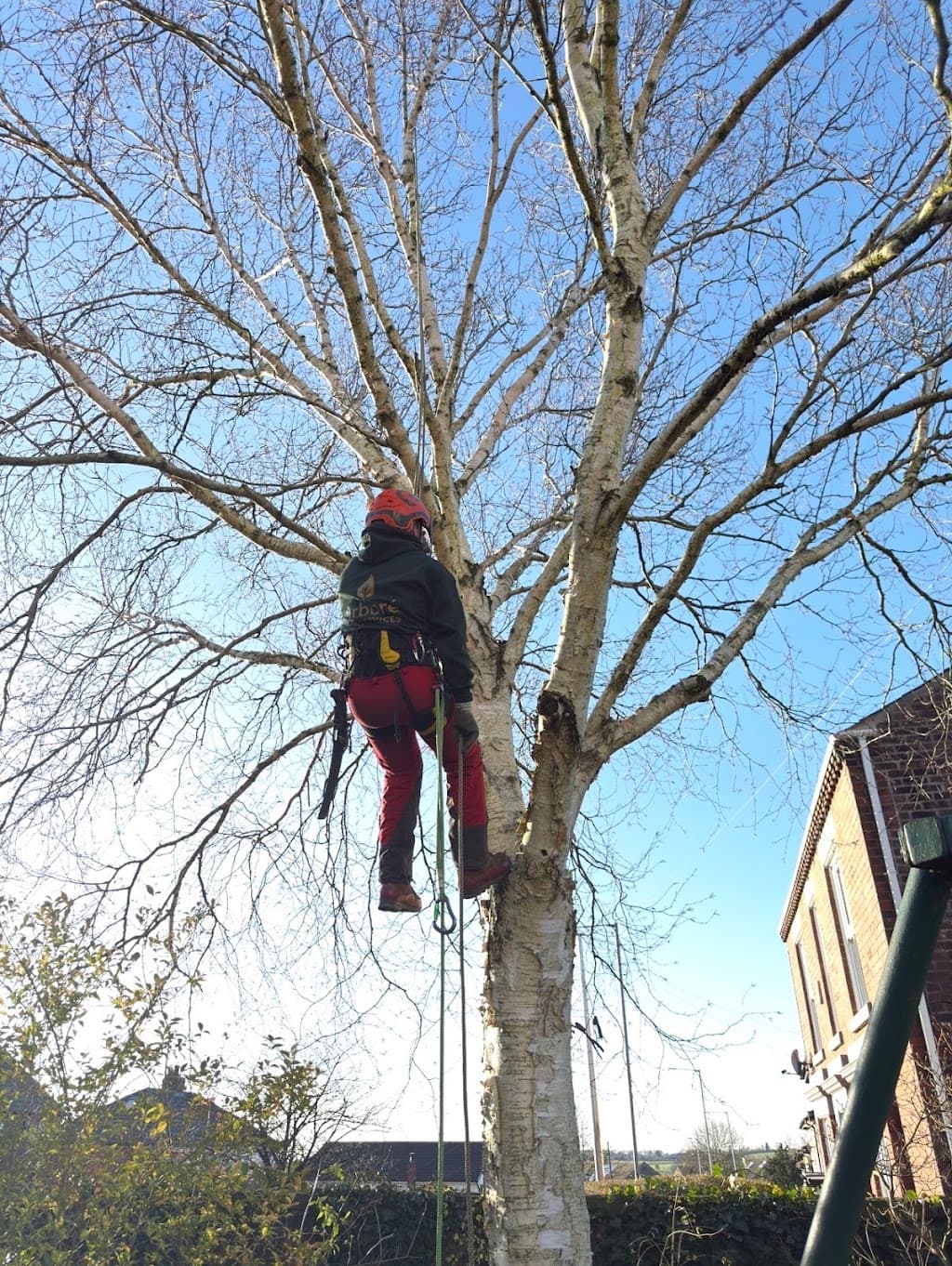 Arboré Tree Services