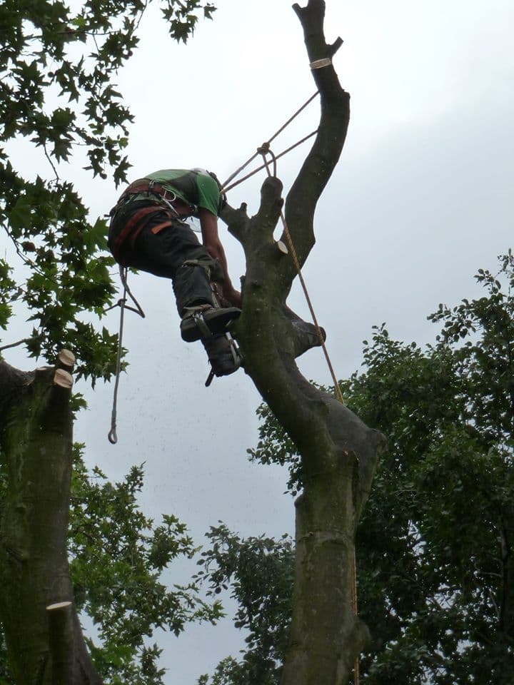Liverpool Tree Care Services Ltd
