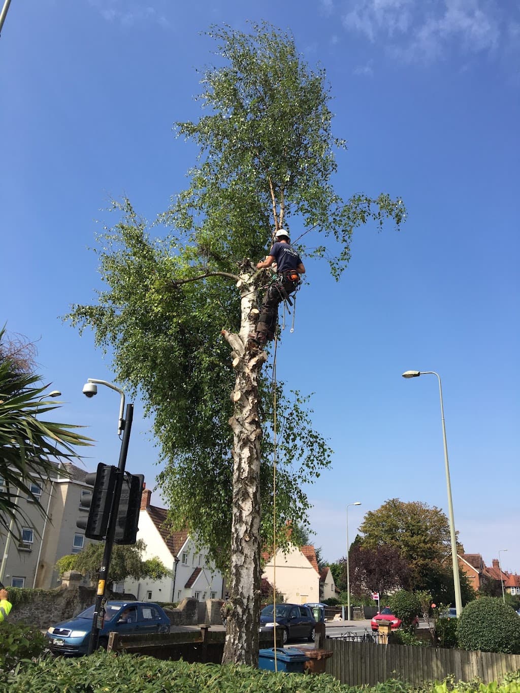 New Leaf Tree Surgery