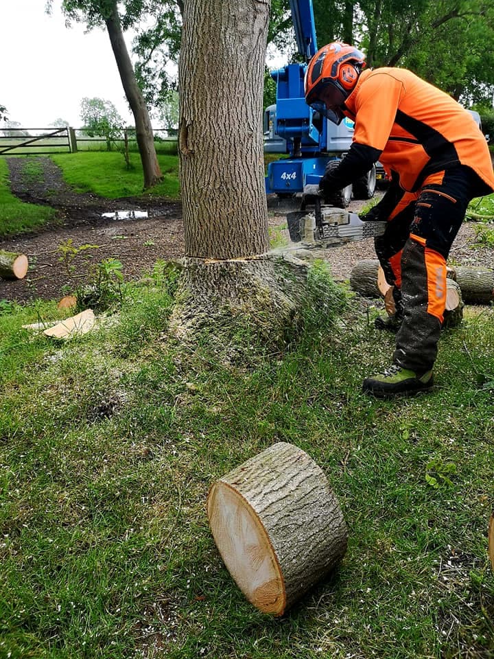 The Yorkshire Tree Fellas