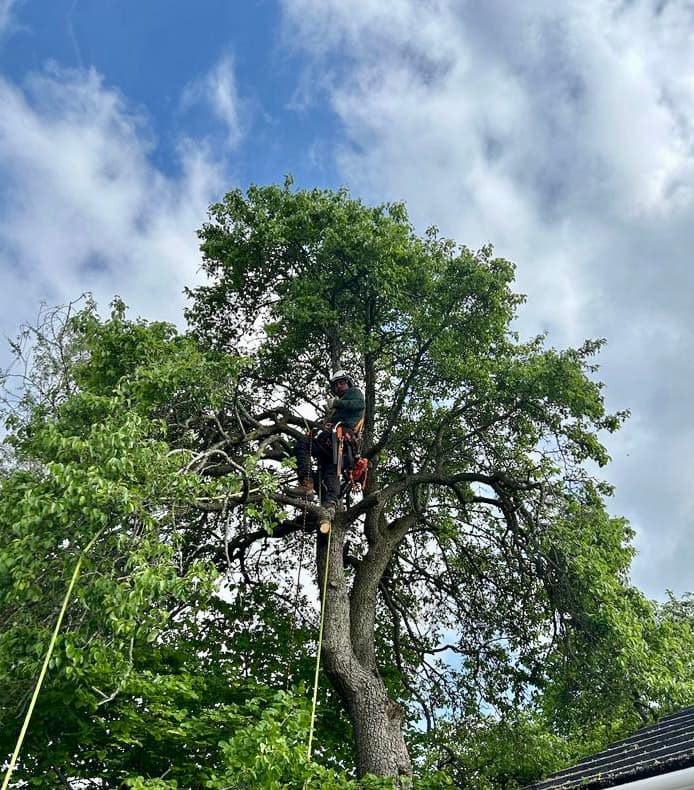 GC Trees Wiltshire