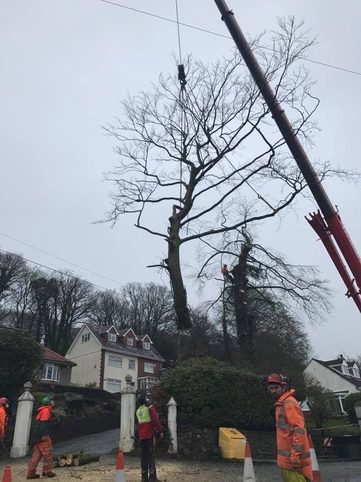 The Arb Team (Arborists and Consultants)