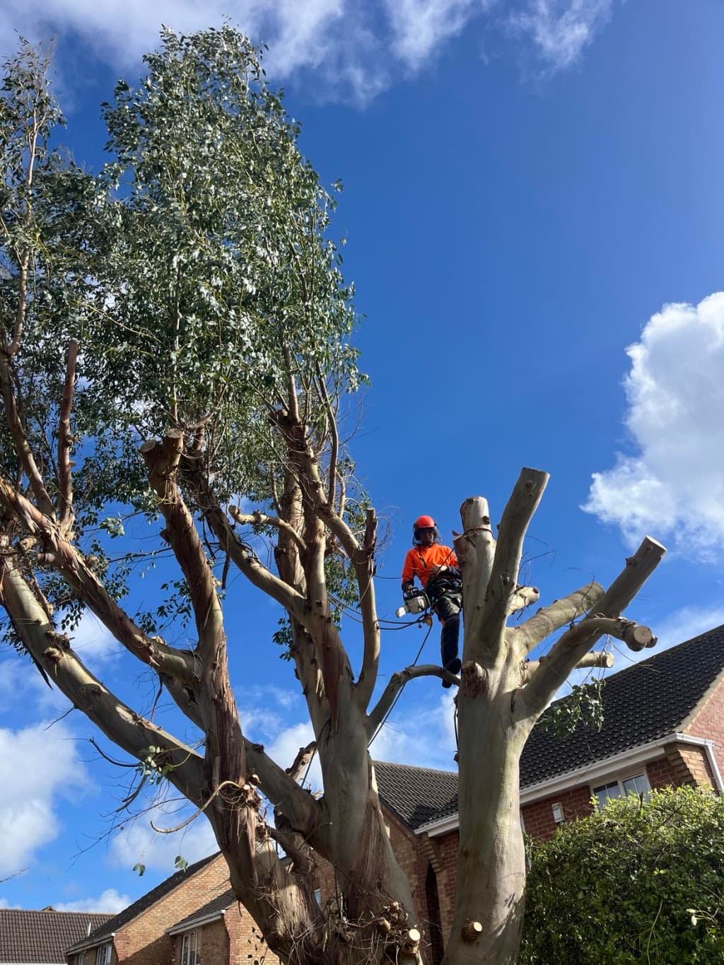 Clearcut Tree Surgery