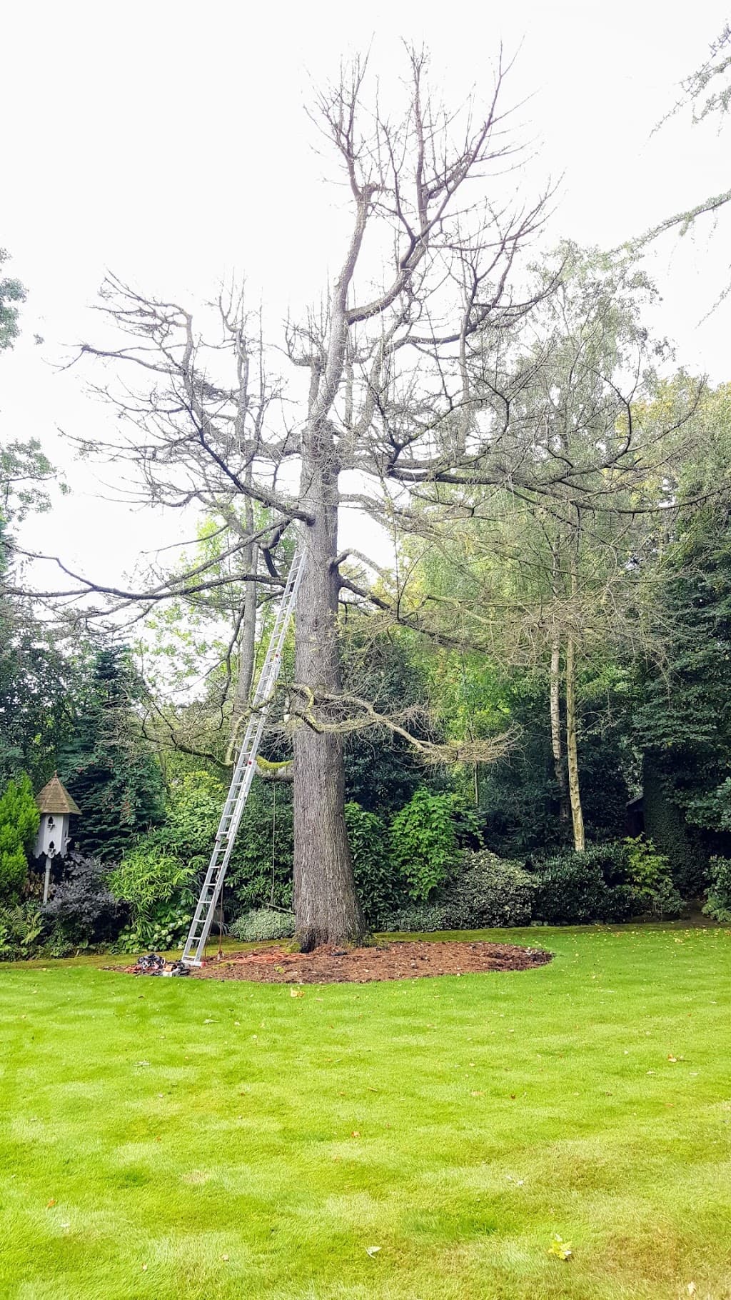 Edgbaston Tree Services