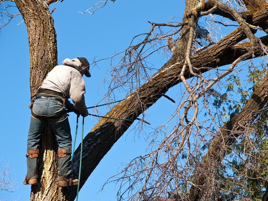 York Tree Surgeons