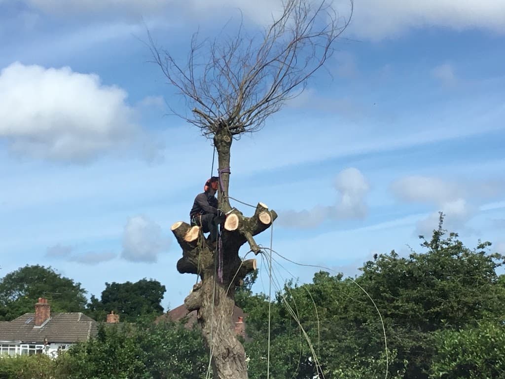 Able Tree Services | Liverpool