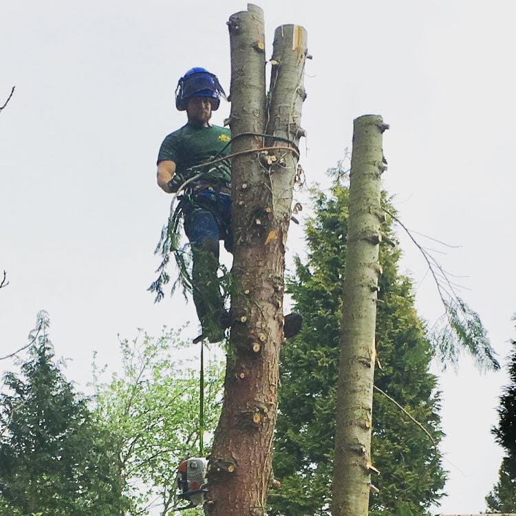 BRW Tree Surgeons