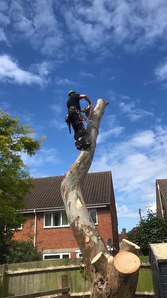 Ox Tree Surgeons
