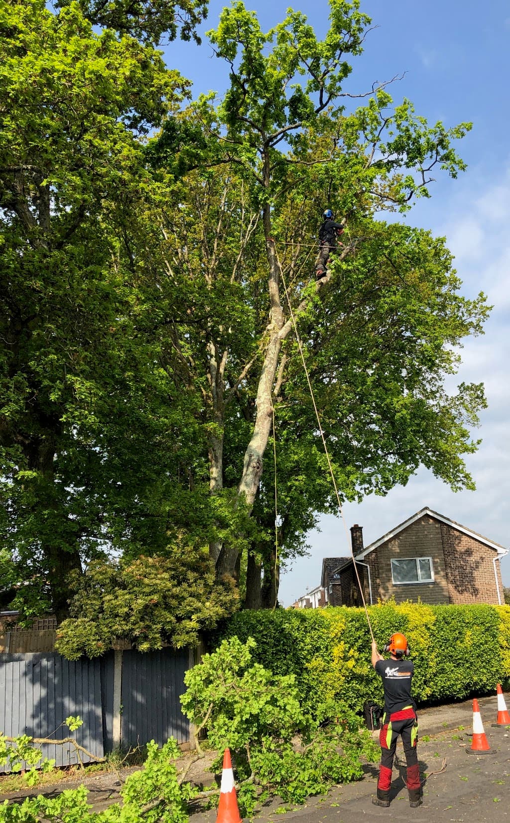 The Tree Musketeers Ltd