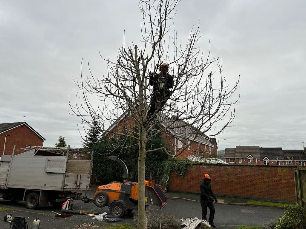 Tree Surgeons Liverpool