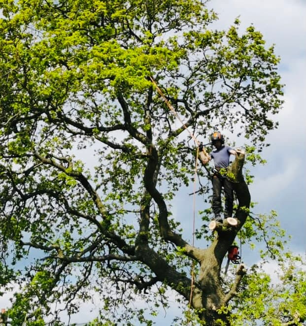 Sharps tree care (Derby)