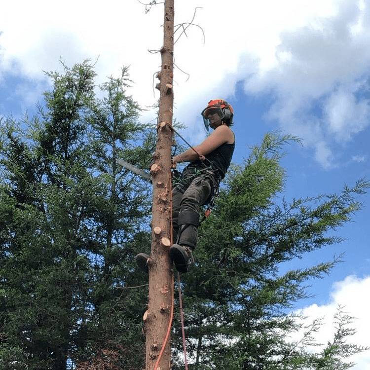 Liverpool Tree Surgeons