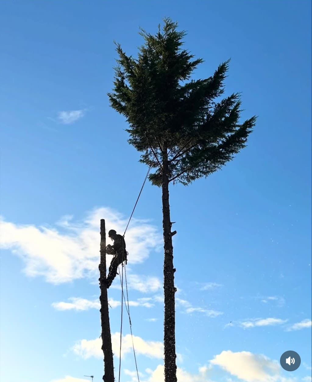 JLH Tree & Hedge Services