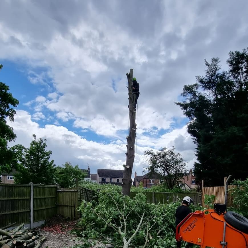 Precision Arborist Tree surgeon