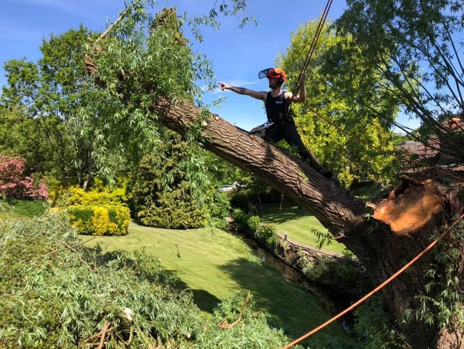 Rose Tree Northampton - Tree Surgeons and Arborists