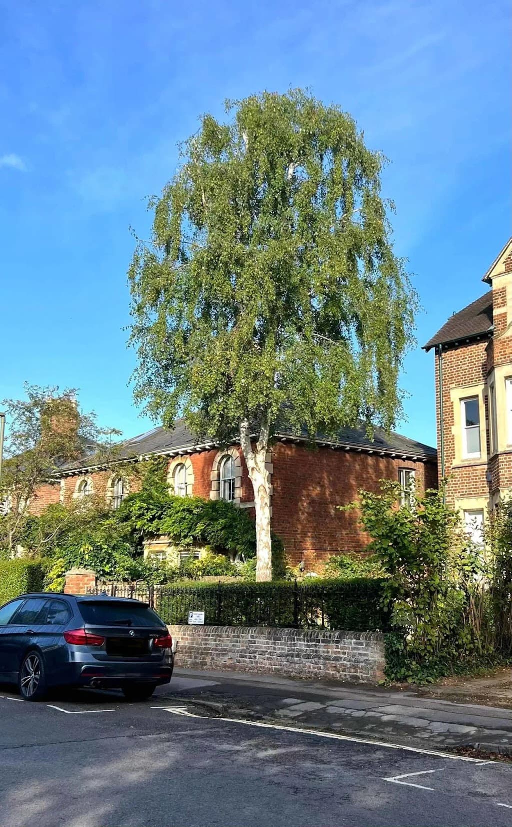 R. Timms Tree Surgery & Shrub Care