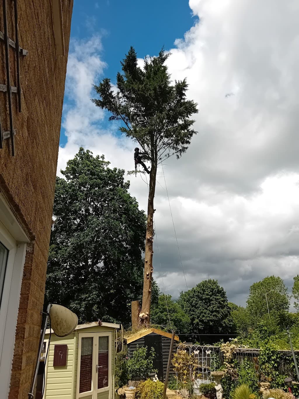Clayton Brothers Tree Surgery