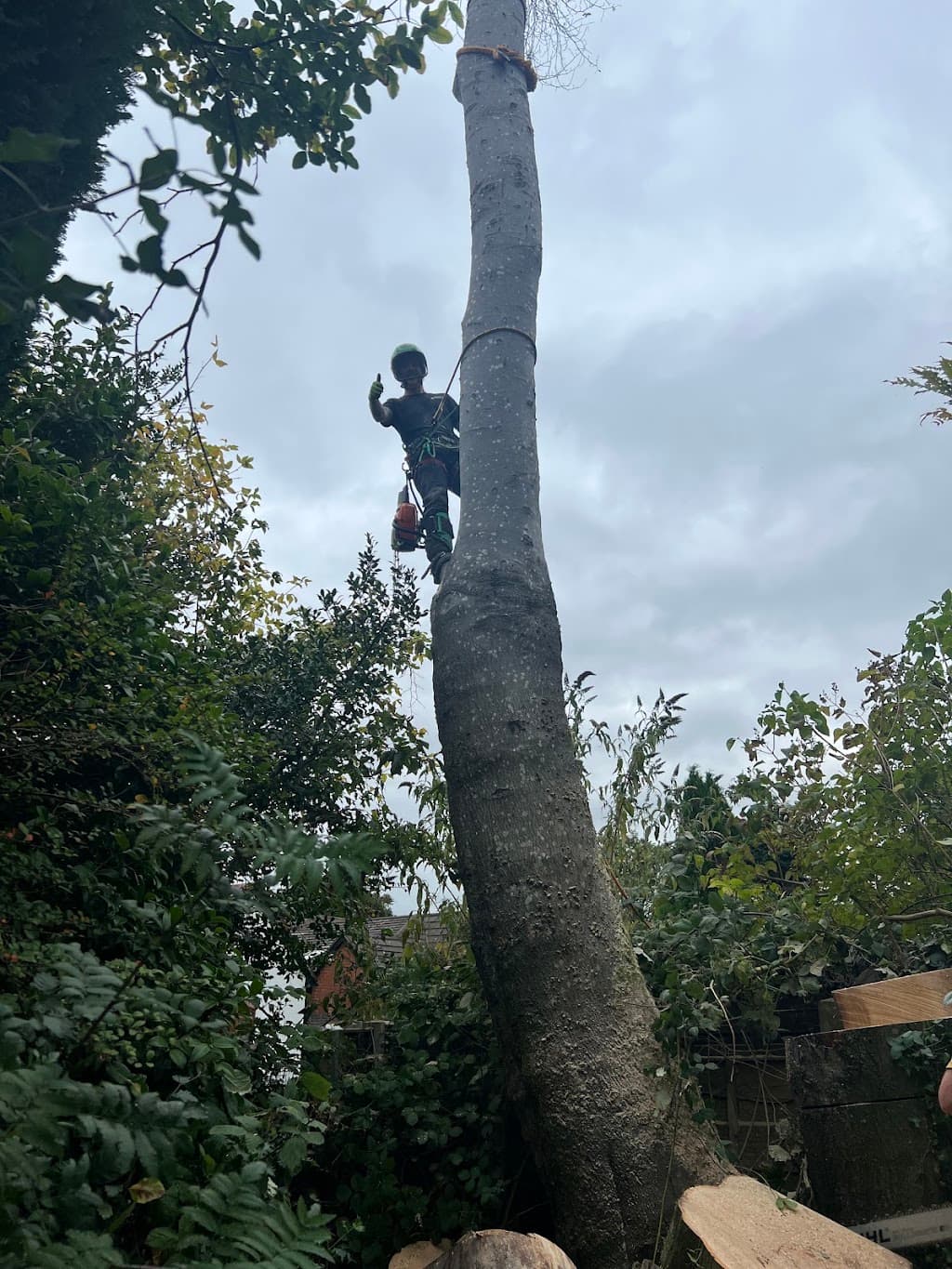 Small’s Tree Surgery Ltd