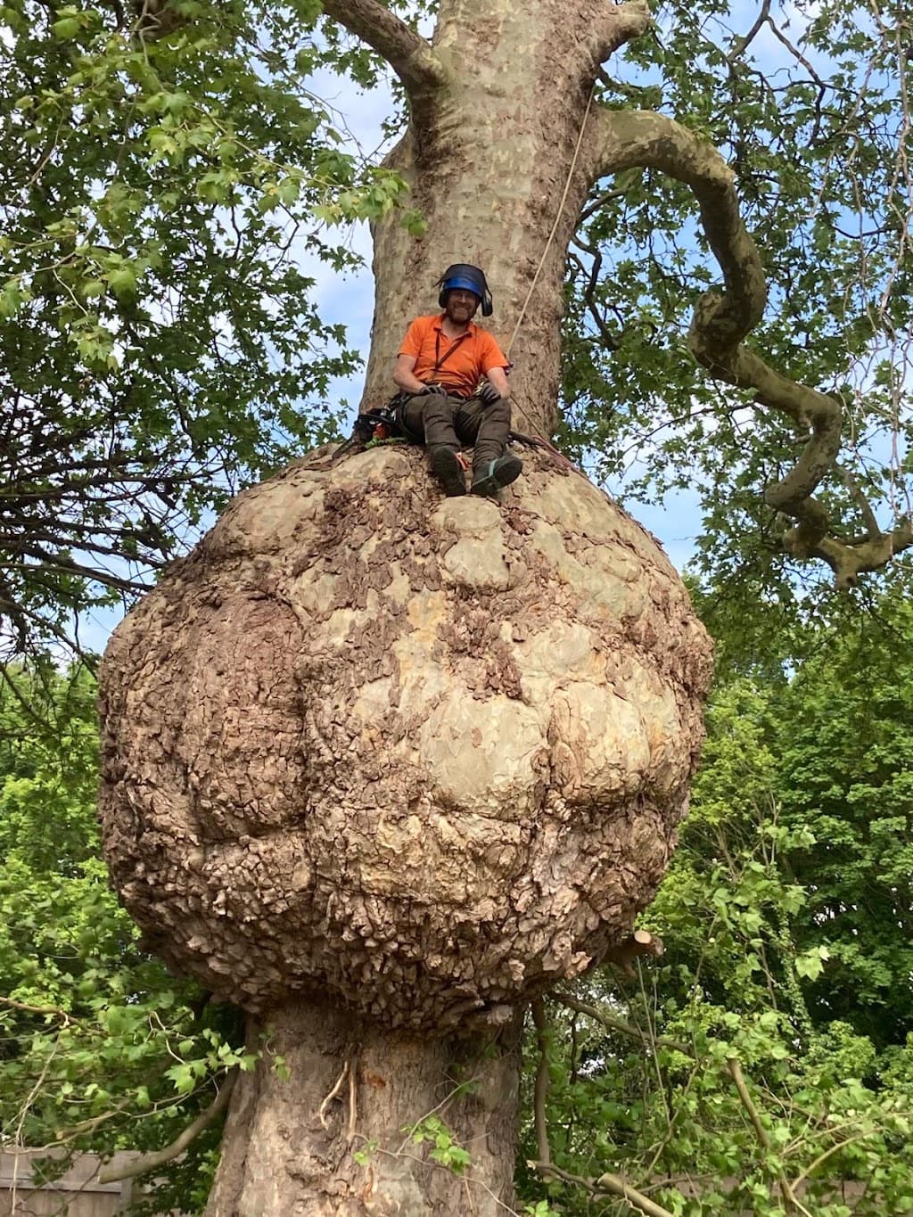 James Rowlett Tree Care - Tree Surgeon