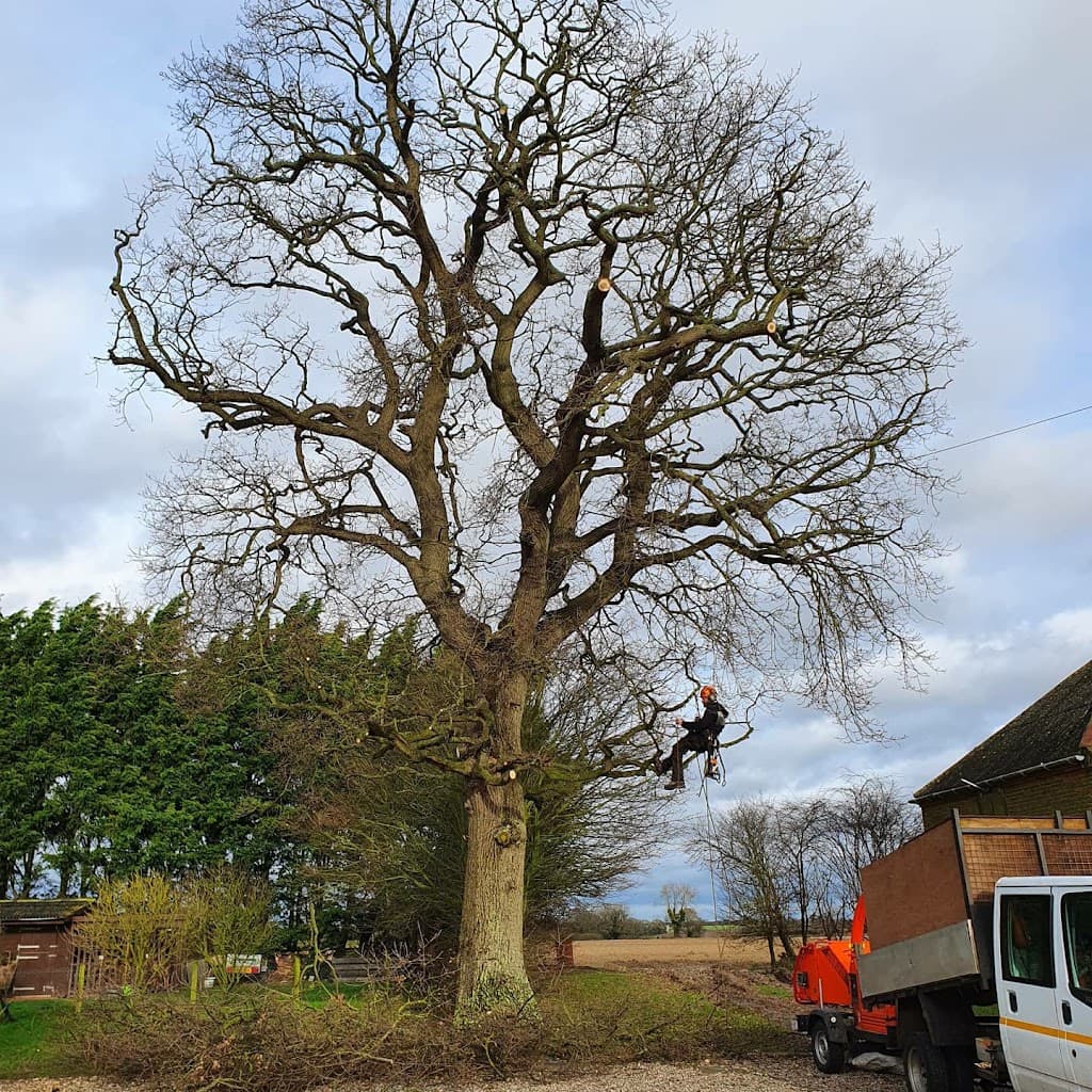 Arborcare Tree Surgery