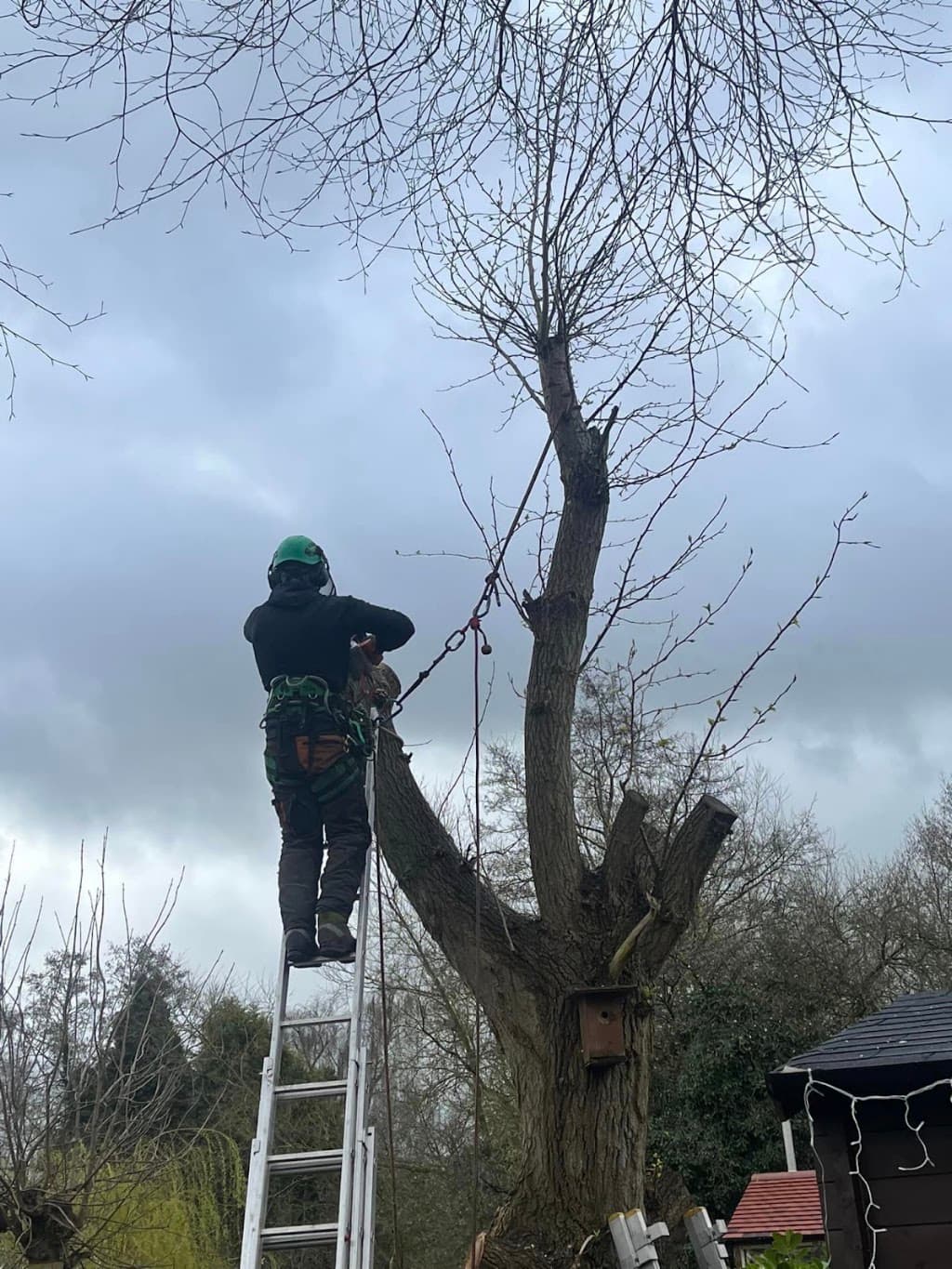 EJ Tree Surgery