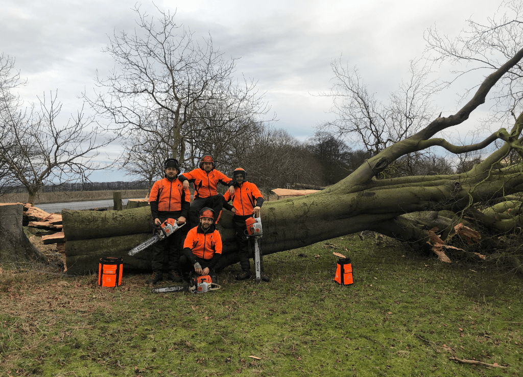 ACCESS TREE CARE