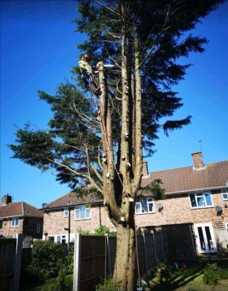 Acorn Tree Liverpool.