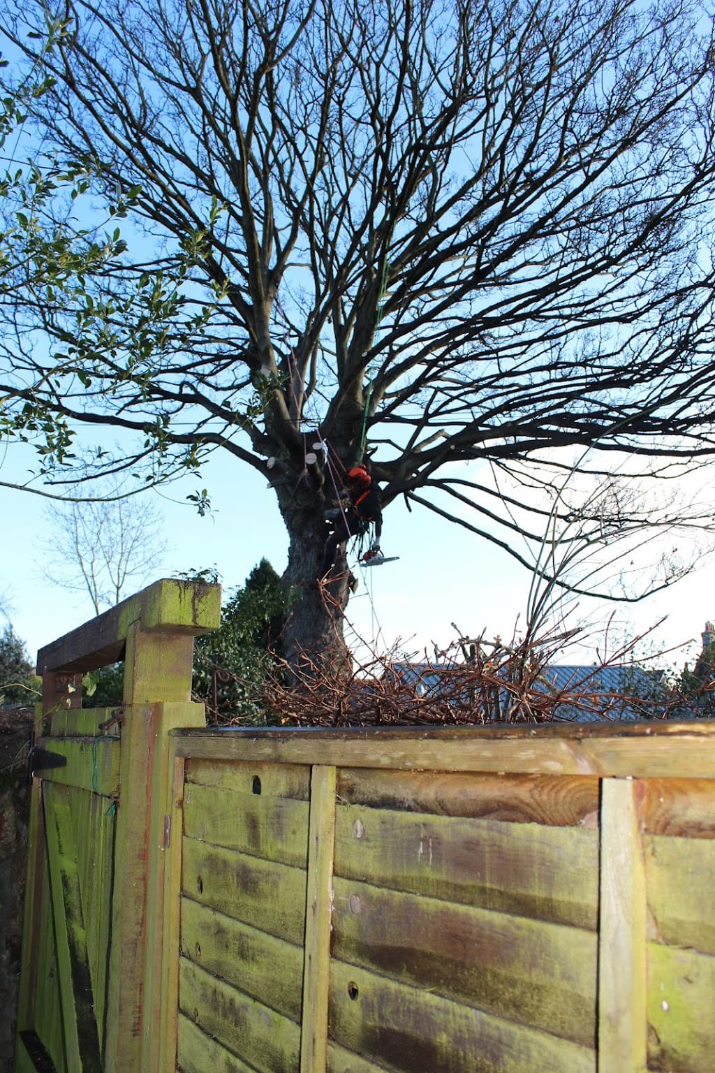 Tree Barbers Scotland