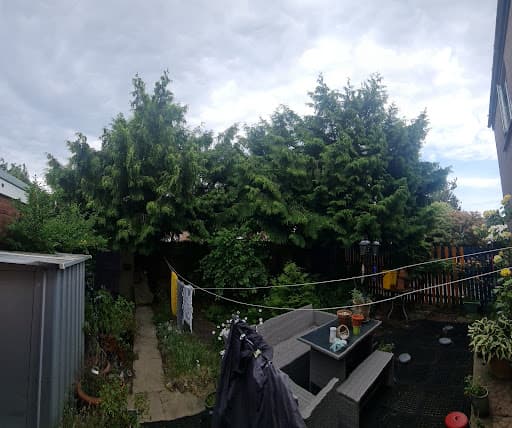 Tree Squadron - Cardiff Tree Surgeon — Customer photo