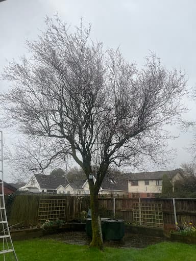Dunvant Hill Gardening Services — Customer photo