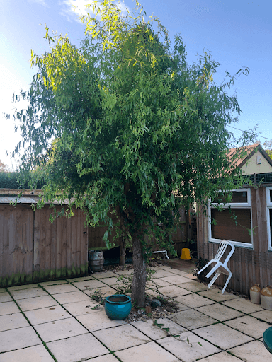 Branching Out Oxford — Customer photo
