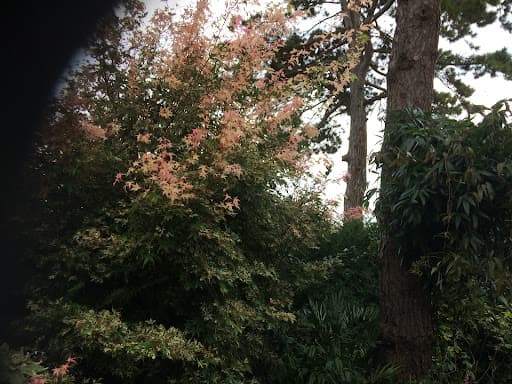 Wildwood Treecare — Customer photo
