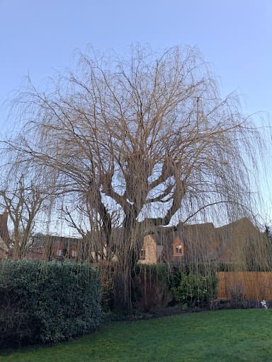 Holmes Tree Services — Customer photo