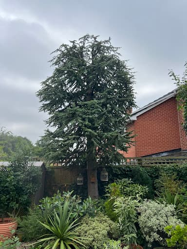 Joe Rice Tree Services — Customer photo