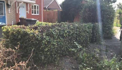 Special Branch Tree Services and Ground Maintenance — Customer photo
